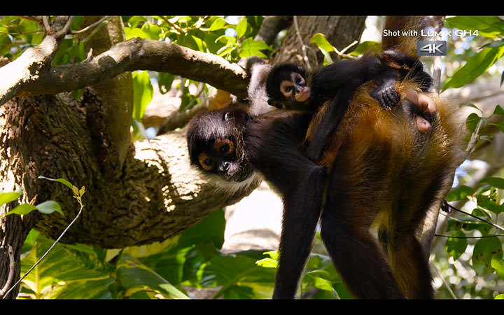 LUMIX DMC-GH4 4Kサンプル